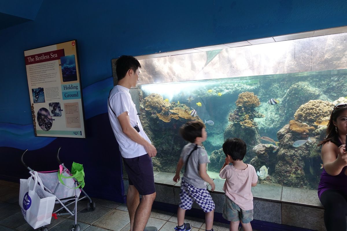 マウイ・オーシャン・センター

ホノルル水族館館より少し大きめの、
シンプ...