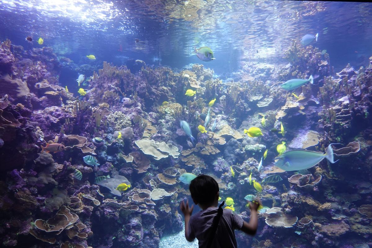 マウイ・オーシャン・センター

ホノルル水族館館より少し大きめの、
シンプ...