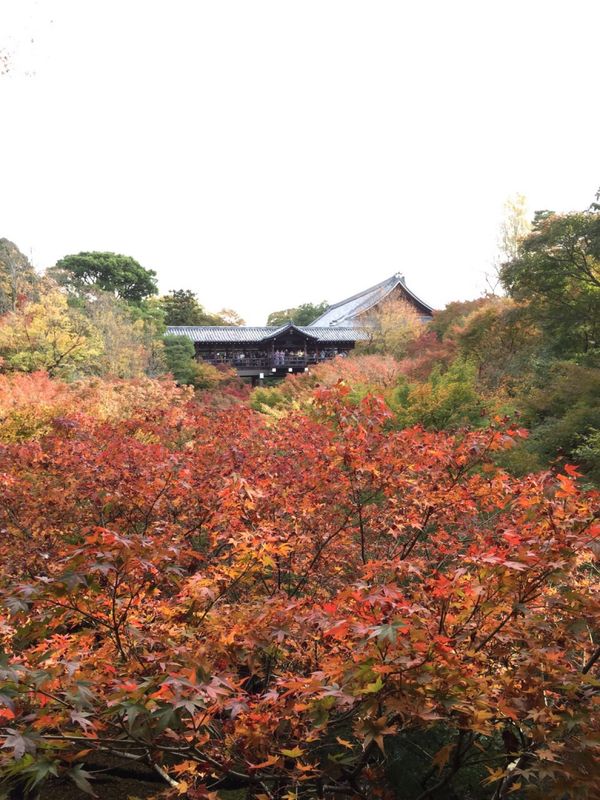 日本・京都府「京都」の写真