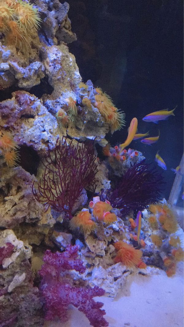 日本・愛知県「👪いちご狩り蒲郡　竹島水族館」の写真