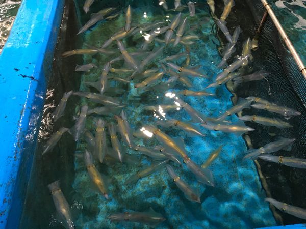 日本・佐賀県「S 呼子　鳥栖」の写真