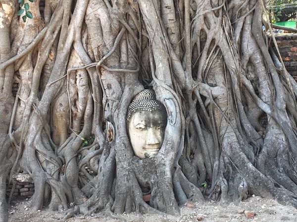 タイ・バンコク「M タイ」の写真