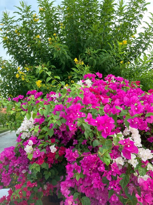 ベトナム「ベトナム(100)」の写真：朝散歩