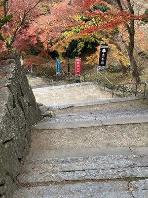 チェックインの前に唐津城へ。聖地だから、行かない選択肢はない‼️
藤棚に行...