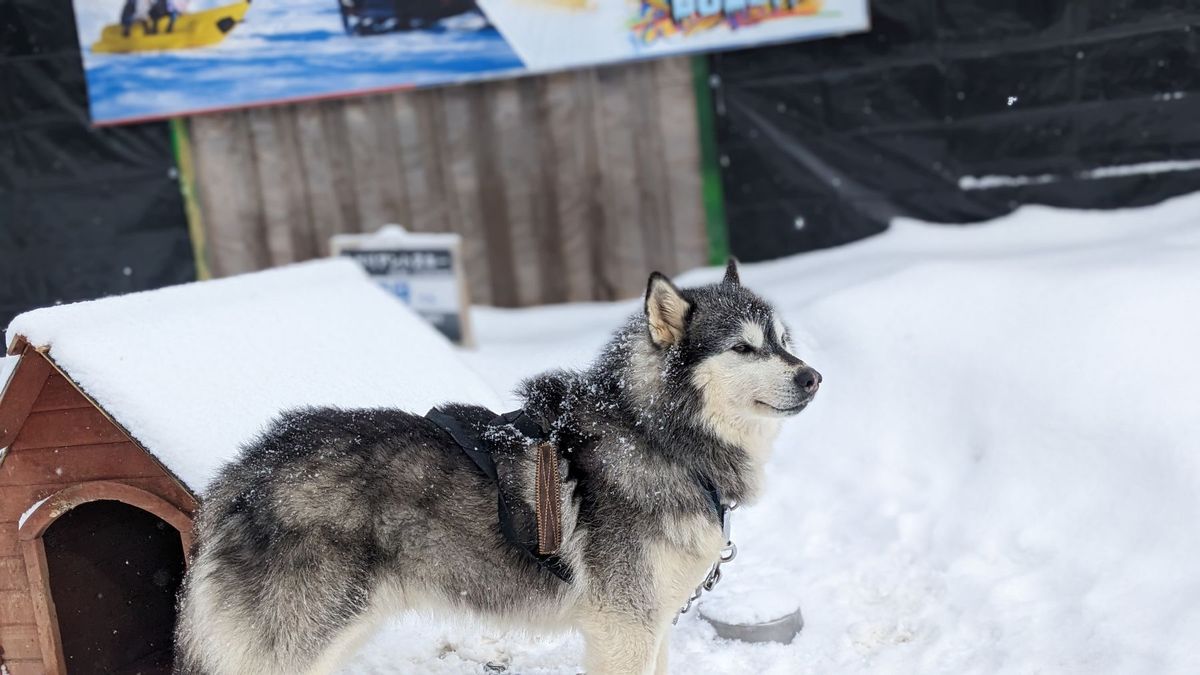 一年ぶりのノースサファリサッポロ。
今回は犬ぞりとスノーモービル体験をしに...