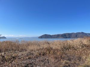 琵琶湖やその近くの田んぼにはコハクチョウの群れがいました。山本山にはオオワ...