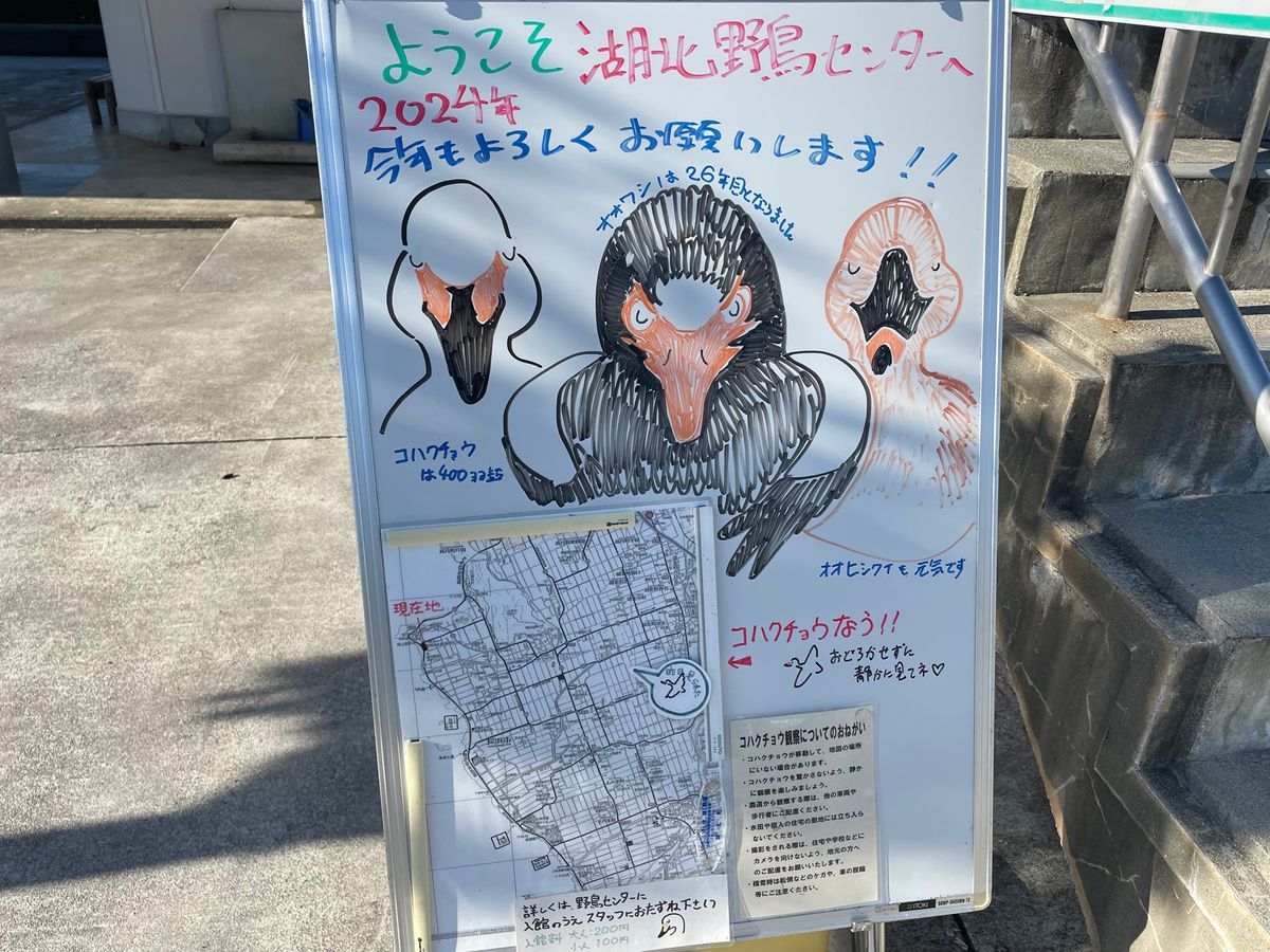 米原でレンタカーを借りて先ずは湖北野鳥観察センターへ。