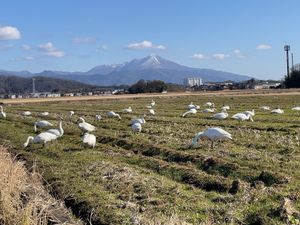 琵琶湖やその近くの田んぼにはコハクチョウの群れがいました。山本山にはオオワ...