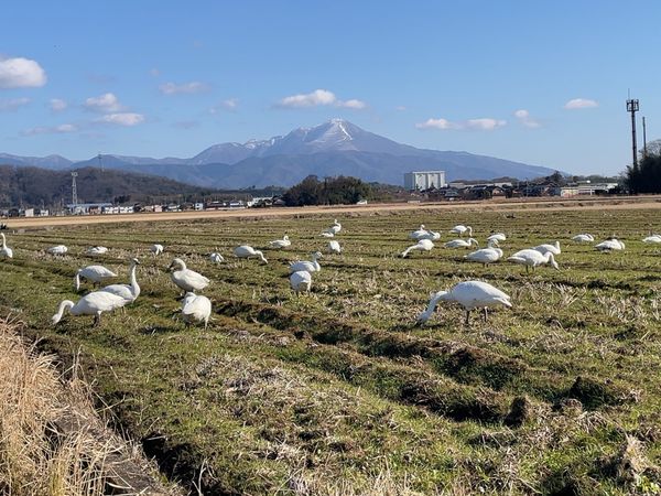 日本・滋賀県「湖北バードウォッチングと長浜散策」の写真：琵琶湖やその近くの田んぼにはコハクチョウ...