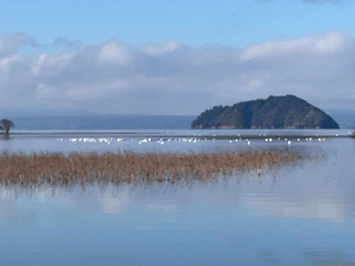 琵琶湖やその近くの田んぼにはコハクチョウの群れがいました。山本山にはオオワ...