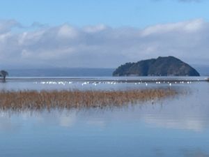 琵琶湖やその近くの田んぼにはコハクチョウの群れがいました。山本山にはオオワ...