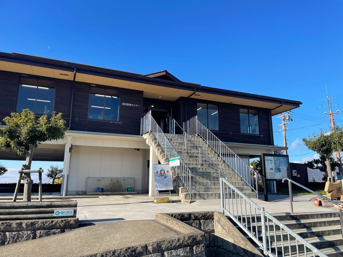 米原でレンタカーを借りて先ずは湖北野鳥観察センターへ。