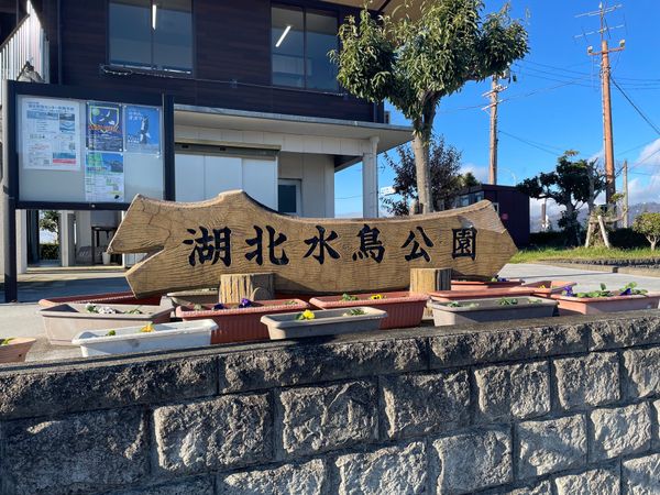 日本・滋賀県「湖北バードウォッチングと長浜散策」の写真：米原でレンタカーを借りて先ずは湖北野鳥観...