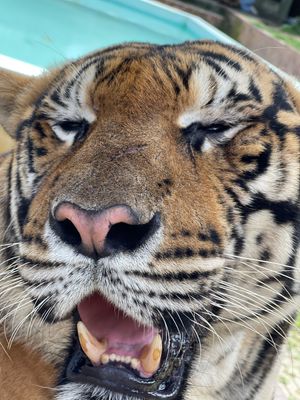 ラグーナ地区のホテルに宿泊。1日はタイガーキングダムと象乗りとプーケットタ...