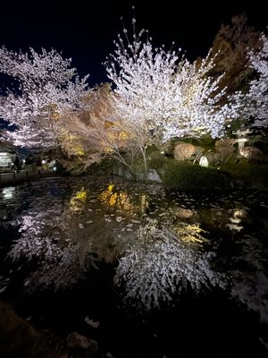 夜の清水寺は混んでたけどライトアップされてとても綺麗でした。