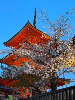 夜の清水寺は混んでたけどライトアップされてとても綺麗でした。