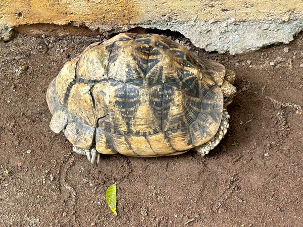 スリランカ「スリランカ アーユルヴェーダ旅」の写真