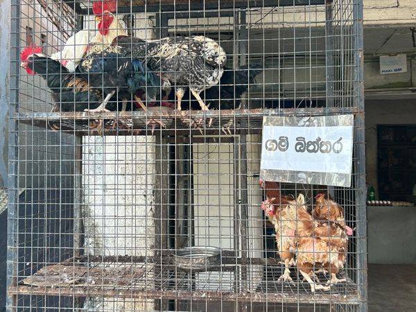 スリランカ「スリランカ アーユルヴェーダ旅」の写真