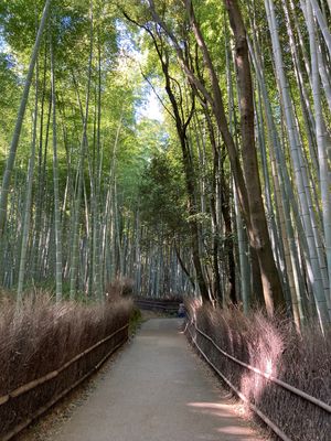 鎖国の影響もあって、おそらく最初で最後の人がいない伏見稲荷神社。
鹿苑寺は...