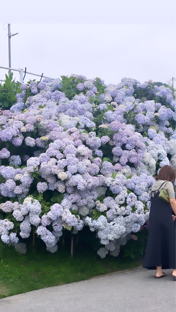 日本・岡山県「岡山　倉敷」の写真