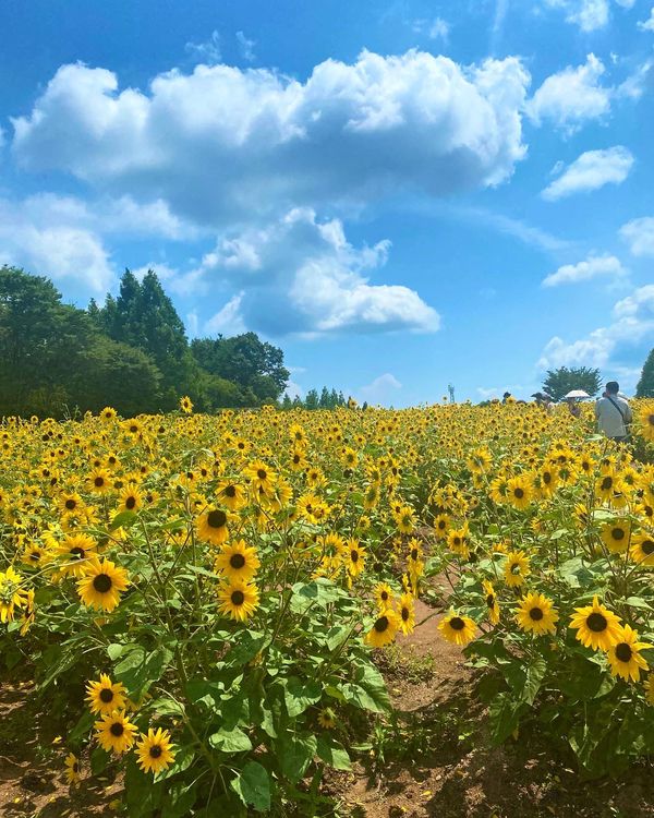日本・広島県「広島　世良　ひまわり」の写真