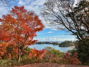 松島②
市場で食べるまぐろ丼美味しかった！
紅葉もちょうど綺麗な季節🍁