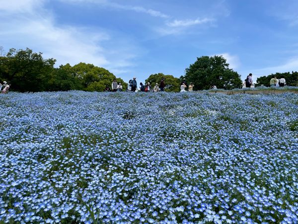 日本・東京都「昭和記念公園」の写真