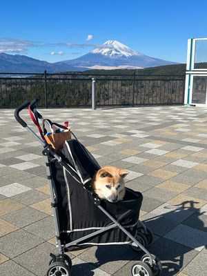 三島スカイウォーク。400メートルの吊り橋は、カートに入れればワンコも一緒...