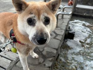 土肥温泉。
無料の足湯（人間のみ）♨️、
土肥桜は1月でほころび始め🌸
西...