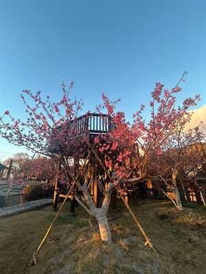 土肥温泉。
無料の足湯（人間のみ）♨️、
土肥桜は1月でほころび始め🌸
西...