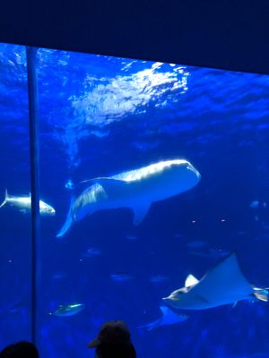 鹿児島水族館
水槽は勿論だが説明書なども素晴らしい