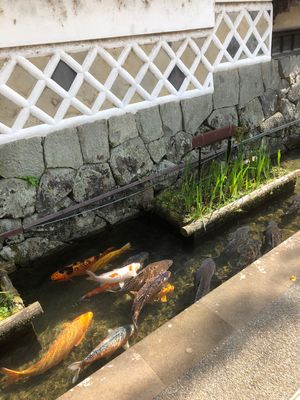 津和野①
遠いし、小さい街だけど落ち着いた良い雰囲気