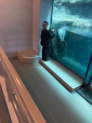 鹿児島水族館。
ここのジンベエザメは大きくなったら海にはなすそうです。
今...