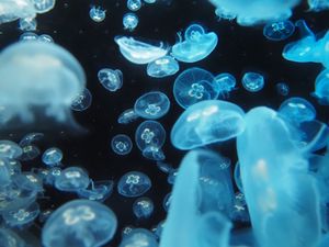 鹿児島水族館。
ここのジンベエザメは大きくなったら海にはなすそうです。
今...