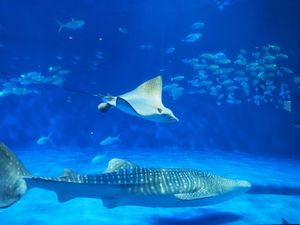 鹿児島水族館。
ここのジンベエザメは大きくなったら海にはなすそうです。
今...