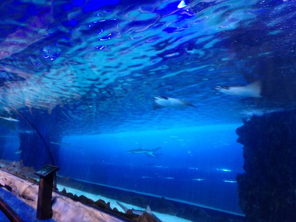 アラブ首長国連邦・ドバイ「卒業旅行ドバイ」の写真