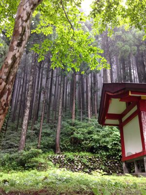 立山の杉林
当時感動した映画のロケ地かな？