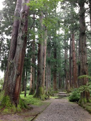 立山の杉林
当時感動した映画のロケ地かな？