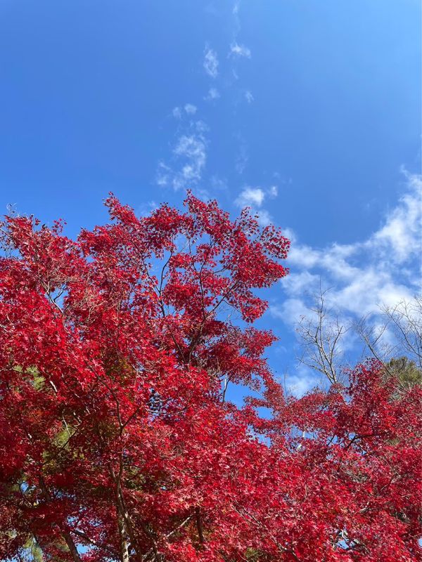日本・埼玉県「長瀞」の写真