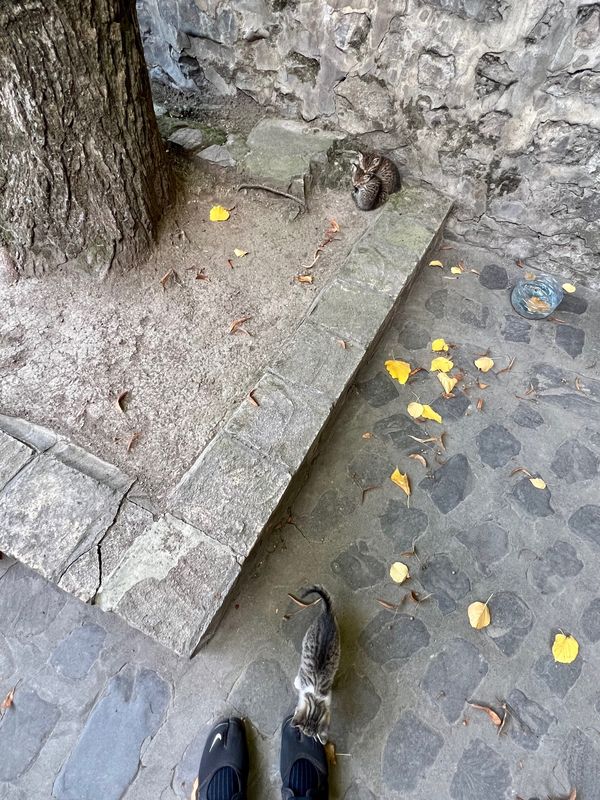 トルコ・Istanbul「コーカサス三国旅」の写真：猫だらけ2