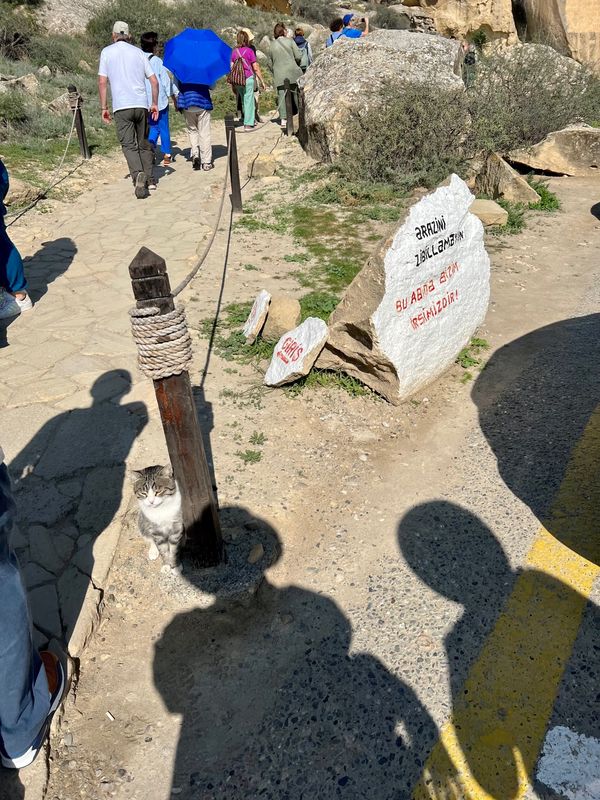 トルコ・Istanbul「コーカサス三国旅」の写真：猫だらけ1