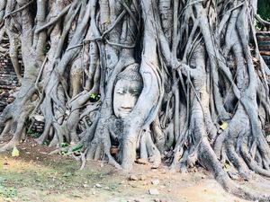 アユタヤの遺跡。有名な木の根に埋まった仏頭も見られました。
