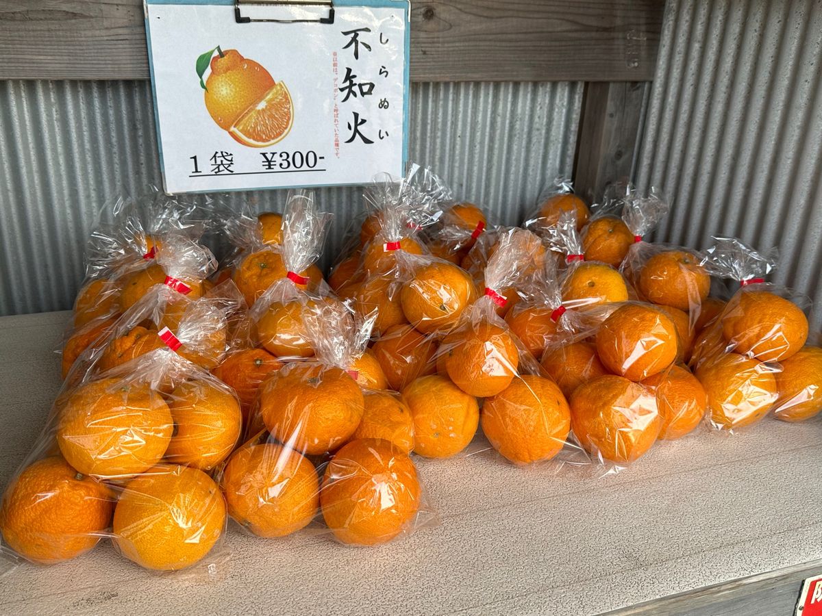 世界遺産七里御浜
新鮮なお寿司とめはり寿司
今はデコポンが旬でした