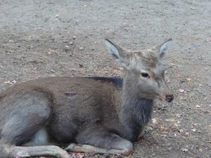 ２年ぶりの奈良マラソン。一人で観光。