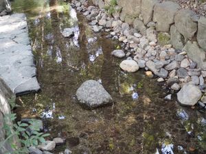 大好きな場所。
下鴨神社へ。
空気が澄んでて綺麗。