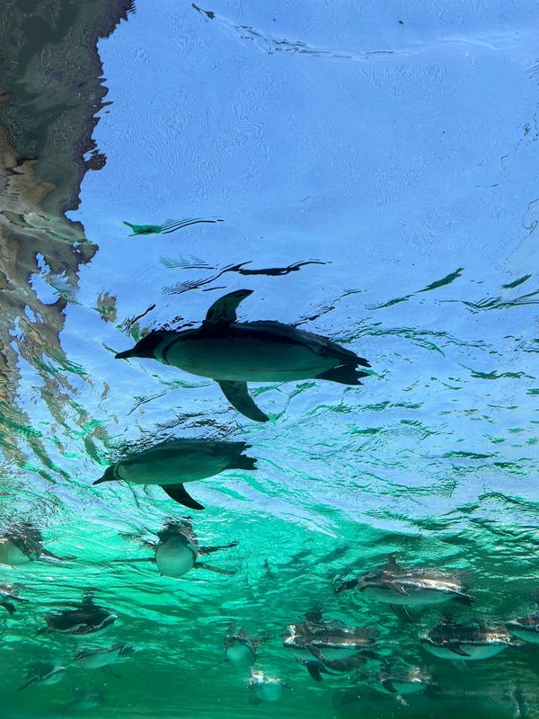日本・大阪府「大阪の旅」の写真：天王寺動物園