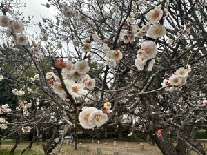 京都河津桜
鴨川三条、京都御所、渉成園 
仁和寺はホームページより