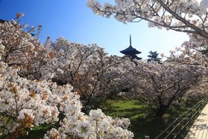 京都河津桜
鴨川三条、京都御所、渉成園 
仁和寺はホームページより