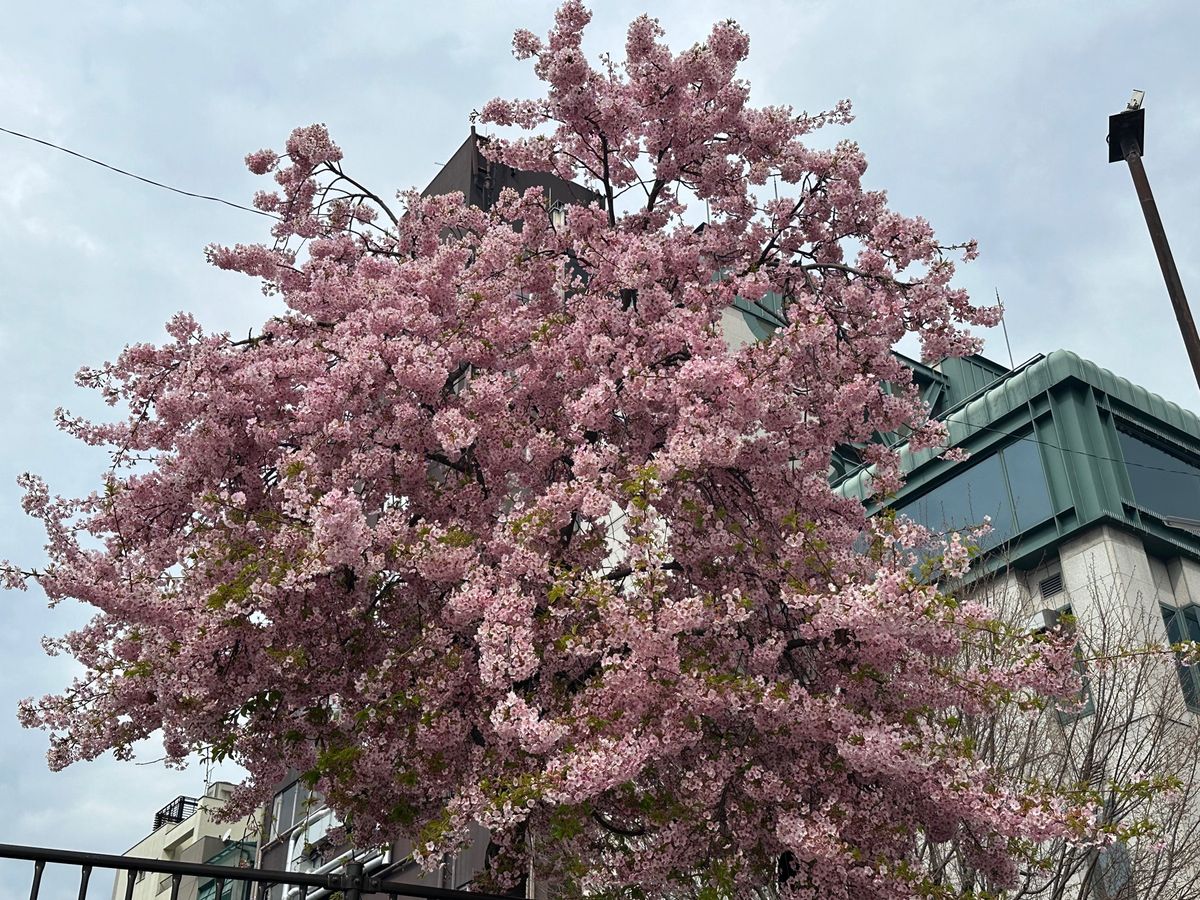 京都河津桜
鴨川三条、京都御所、渉成園 
仁和寺はホームページより