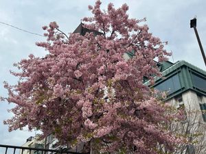 京都河津桜
鴨川三条、京都御所、渉成園 
仁和寺はホームページより